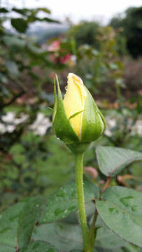 玫瑰花