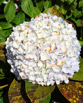 繡球花