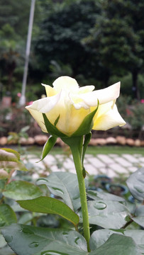 玫瑰花