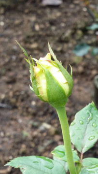 玫瑰花