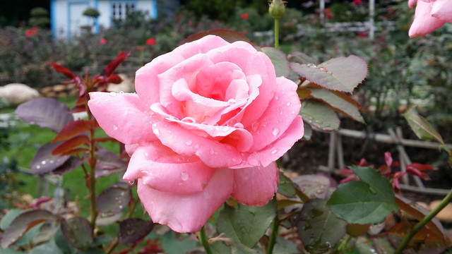 玫瑰花
