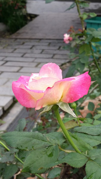 玫瑰花