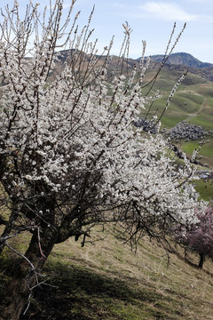 野生杏樹