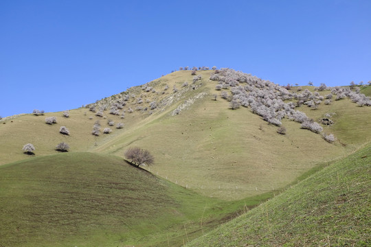 綠山坡