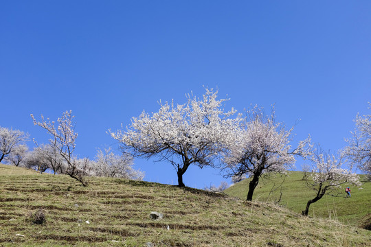 野杏樹(shù)
