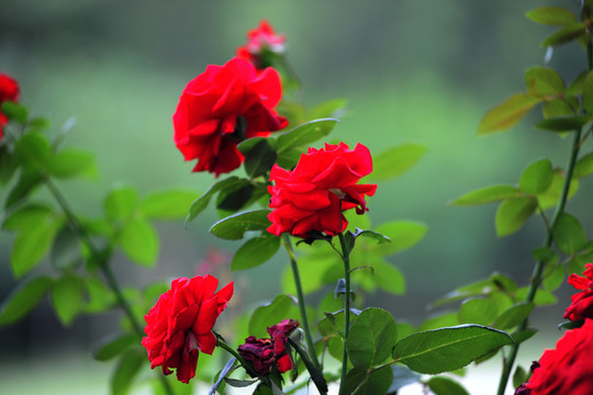 月季花（高清）