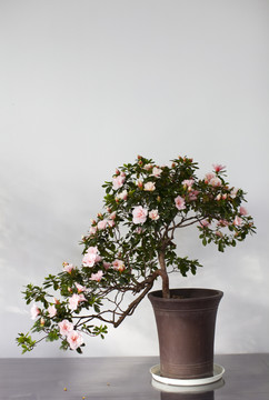 盆景 花卉 園藝 藝術(shù) 植物