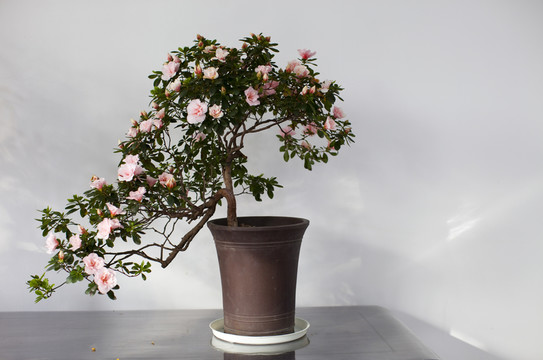 盆景 花卉 園藝 藝術(shù) 植物