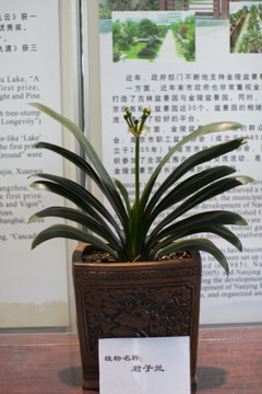 盆景 花卉 園藝 藝術(shù) 植物