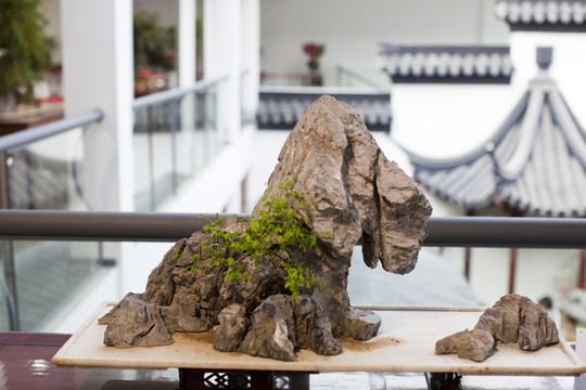 盆景 奇石 園藝 藝術(shù) 室內(nèi)
