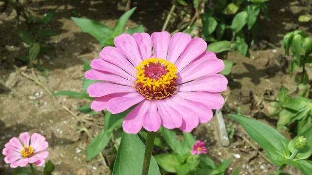 菊花