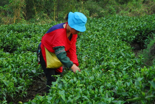 茶農(nóng) 采茶 婦女 茶園 茶園人