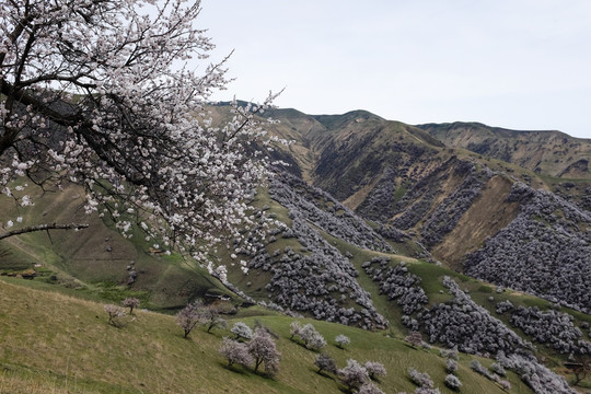 山花爛漫