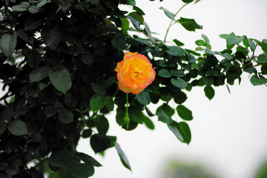 月季花（高清）