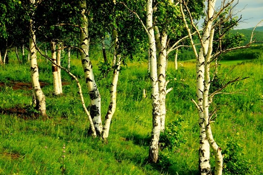 白樺樹(shù) 白樺林