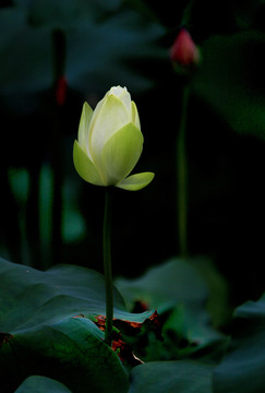 花蕾