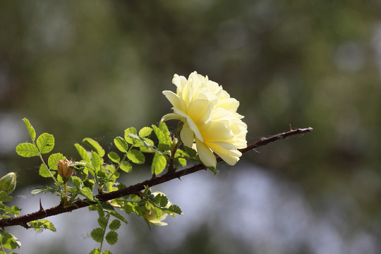 玫瑰花