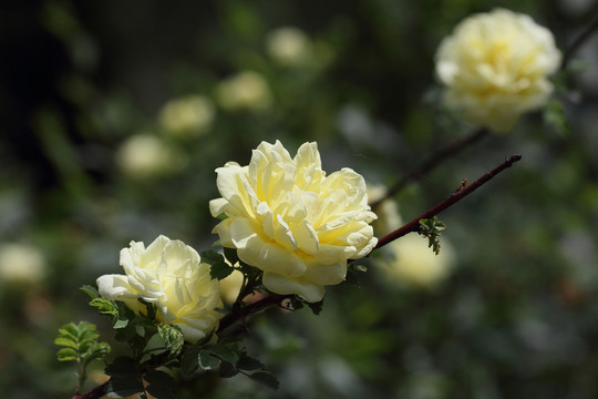 玫瑰花