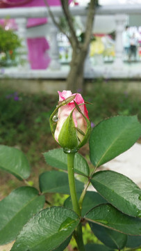 玫瑰花