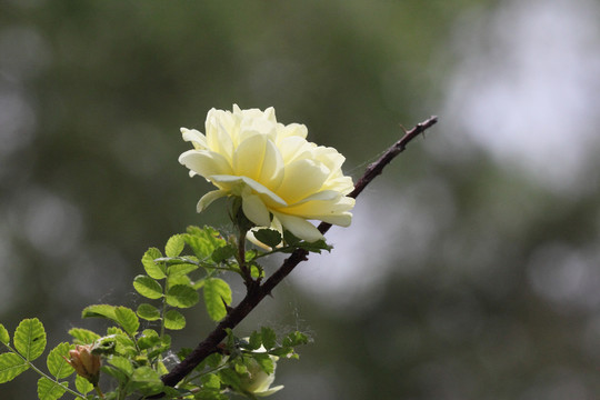 玫瑰花