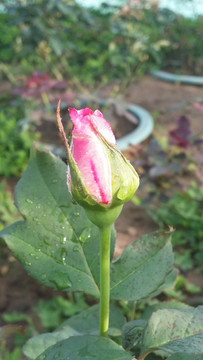 玫瑰花