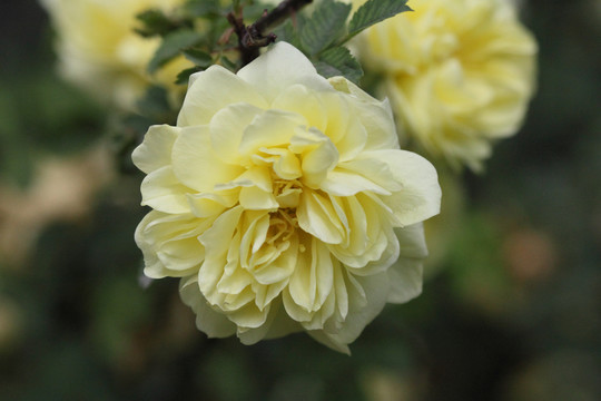 玫瑰花