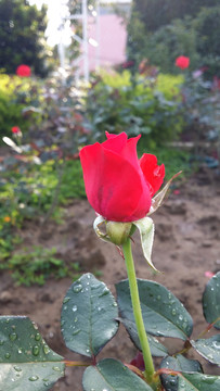 玫瑰花