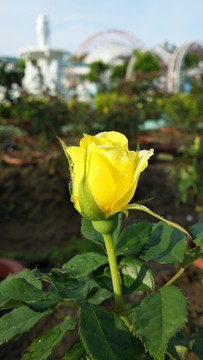 玫瑰花