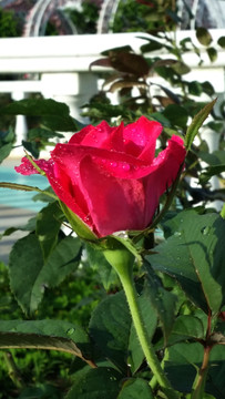 玫瑰花