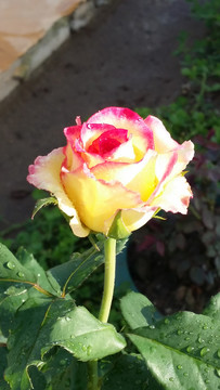 玫瑰花