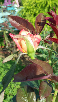 玫瑰花