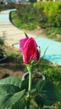 玫瑰花