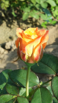 玫瑰花