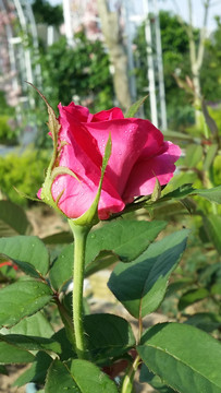 玫瑰花