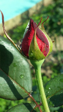 玫瑰花