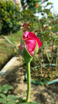 玫瑰花