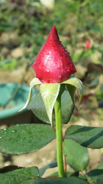 玫瑰花