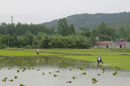 午季田野插秧