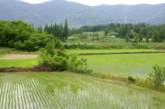 青山下的水稻田