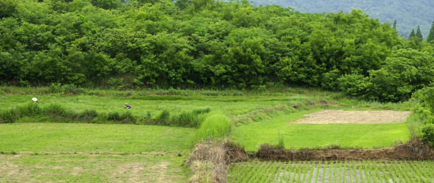 草坪種植