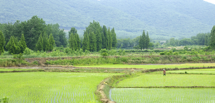 山下水稻田