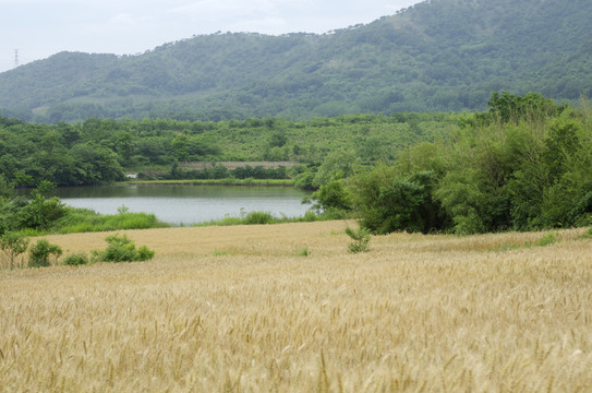 青山竹林麥田
