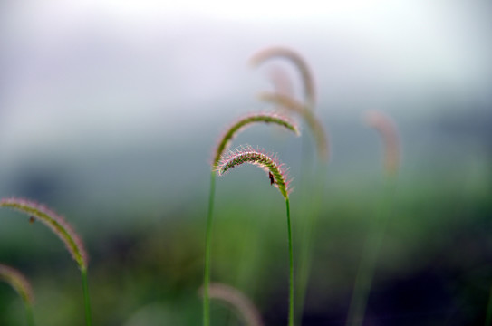 狗尾巴草