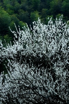 李花怒放一樹白
