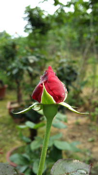 玫瑰花