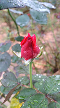 玫瑰花