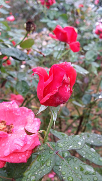 玫瑰花