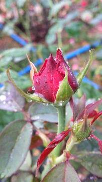 玫瑰花