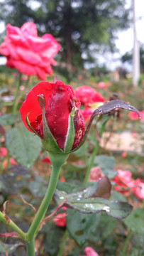 玫瑰花