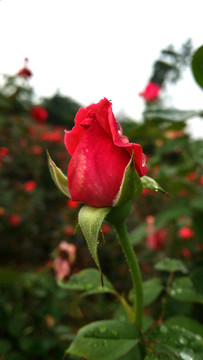 玫瑰花